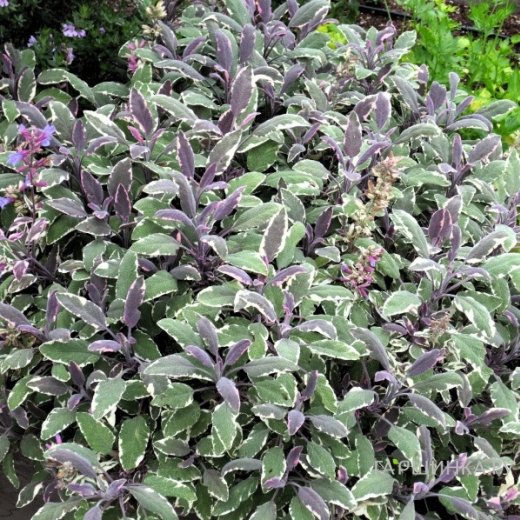 Hexenmantel Tricolor