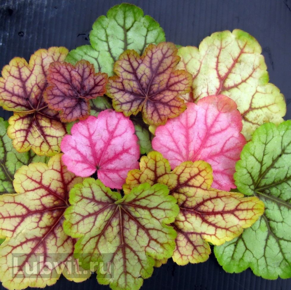 Гейхера (Heuchera) «Circus»
