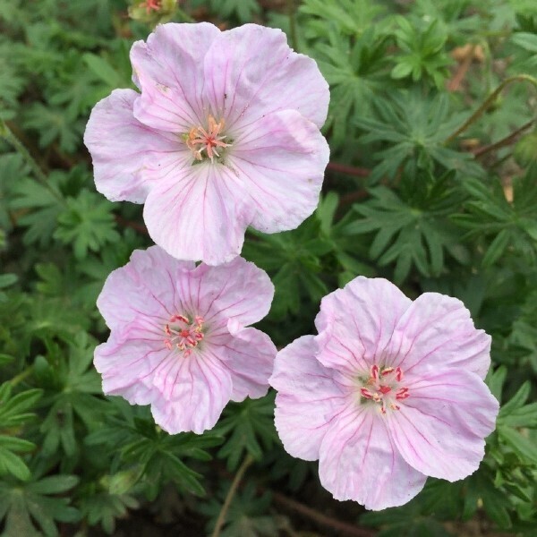 Герань кроваво-красная (Geranium sanguineum) "Vision Pink"