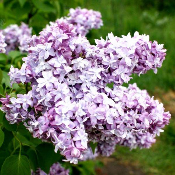 Сирень обыкновенная (Syringa vulgaris) “Надежда”