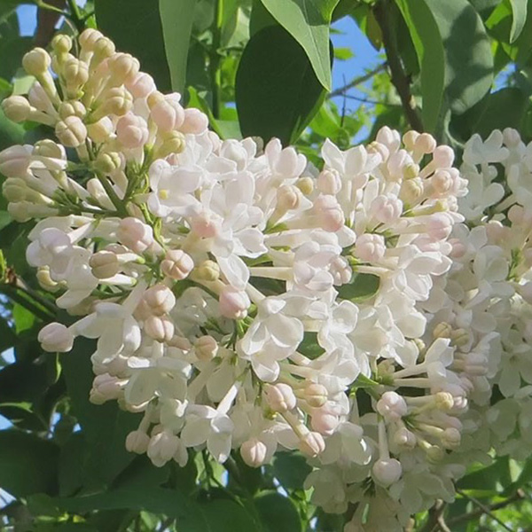 Сирень обыкновенная (Syringa vulgaris)                 «Петербурженка»