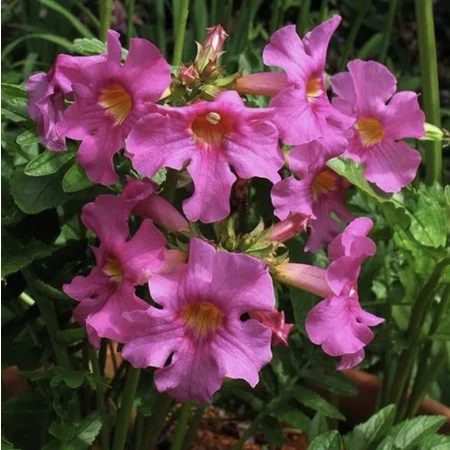 Инкарвиллея Делавея (Incarvillea delavayi)