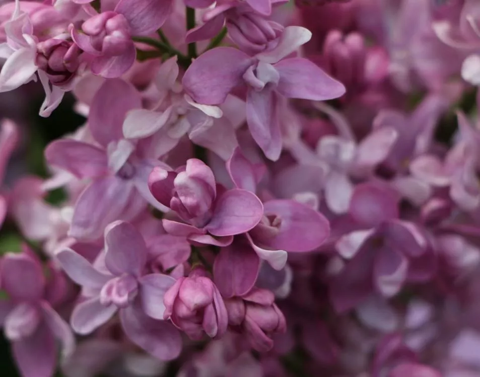 Сирень обыкновенная (Syringa vulgaris) “Богдан Хмельницкий”