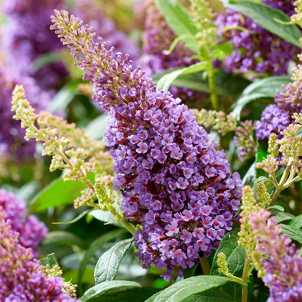 Буддлея Давида (Buddleja davida) «Butterfly Candy Little Lila»