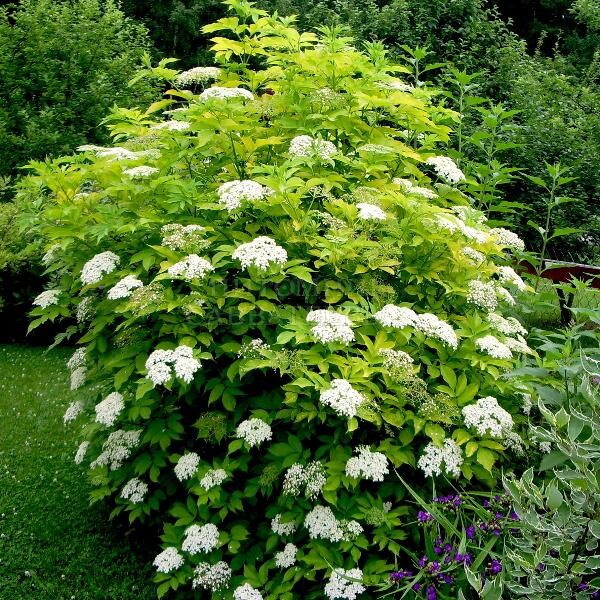 Бузина чёрная (Sambucus nigra) «Aurea»