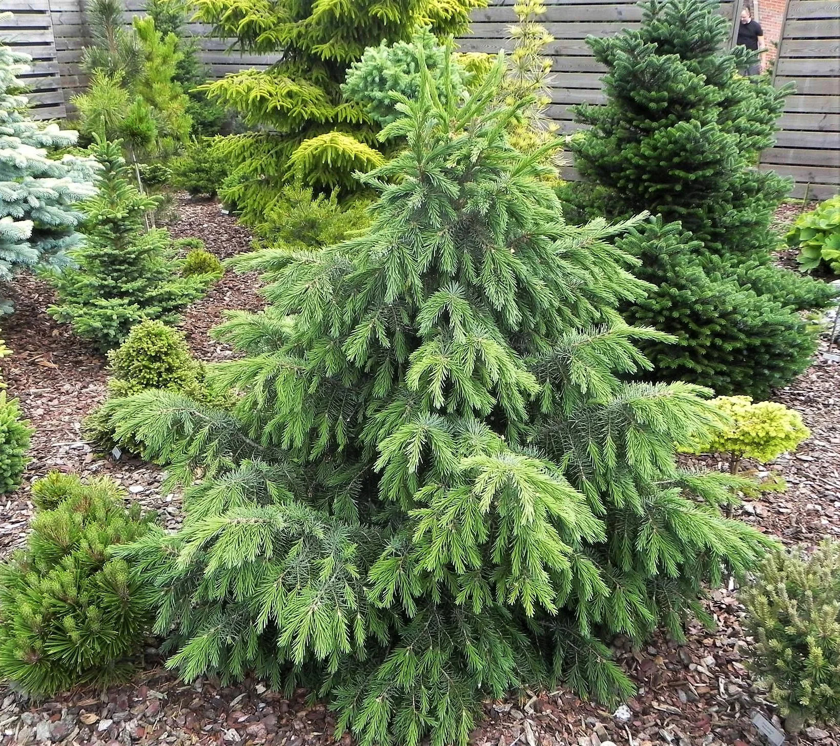 Ель бревера (Picea breweriana)