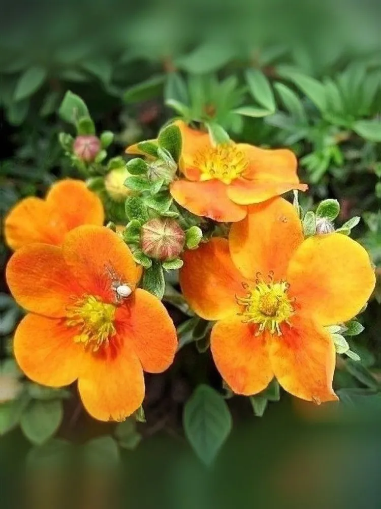 Лапчатка кустарниковая (Potentilla fruticosa) 'Bella Sol'