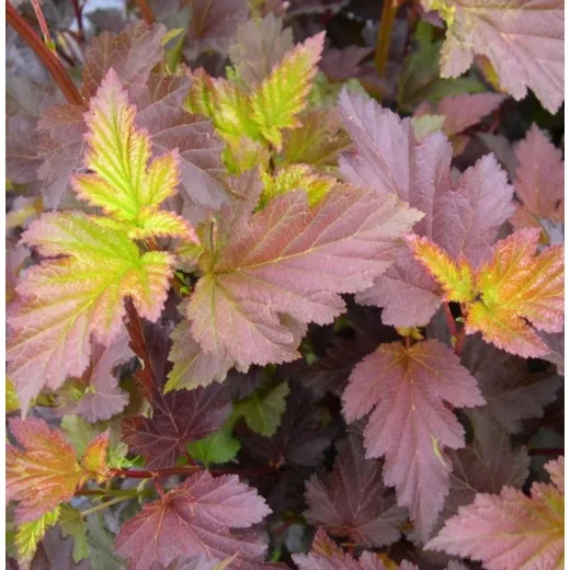Пузыреплодник калинолистный (Physocarpus opulifolius)“Center Glow”