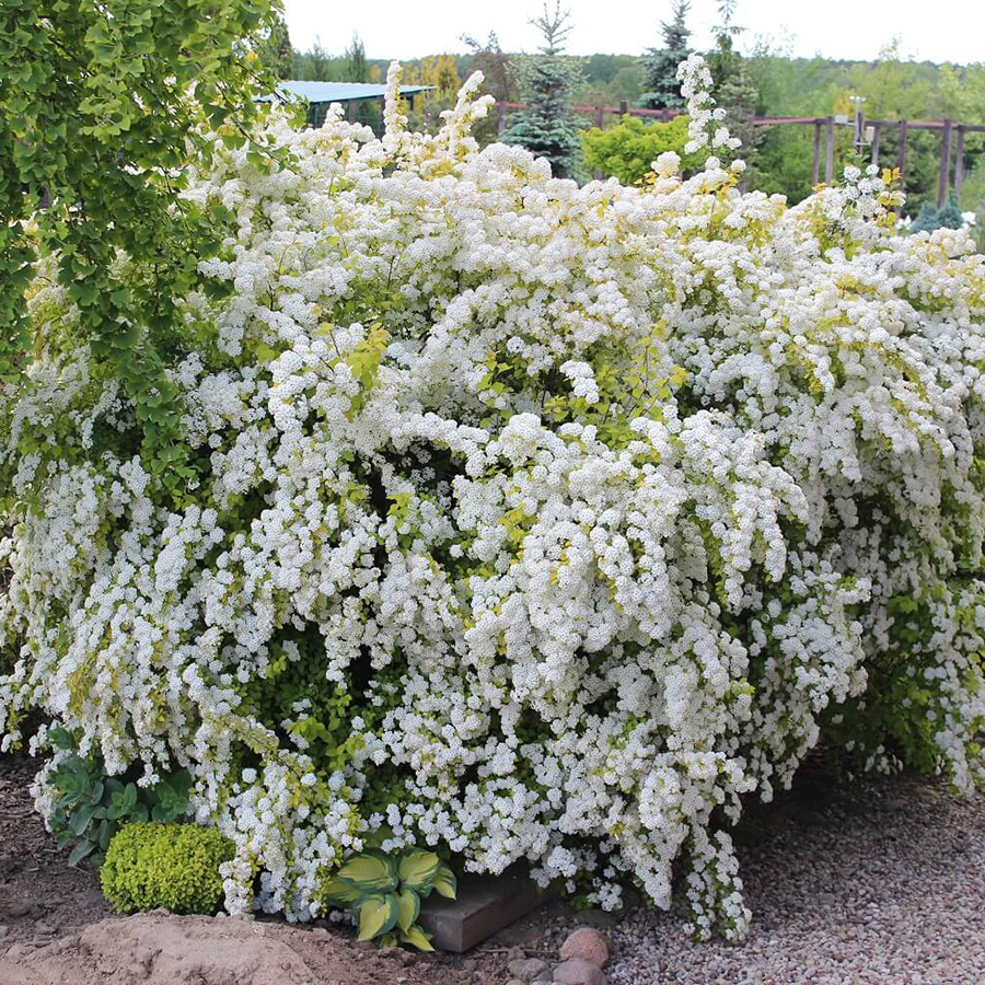 Спирея Вангутта(Spiraea x vanhouttei)