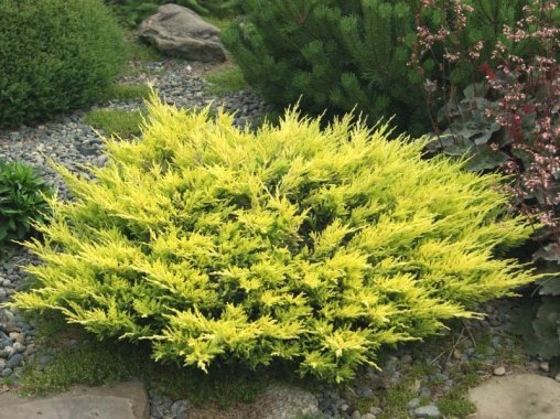 Можжевельник горизонтальный (Juniperus horizontalis) “Limeglow”