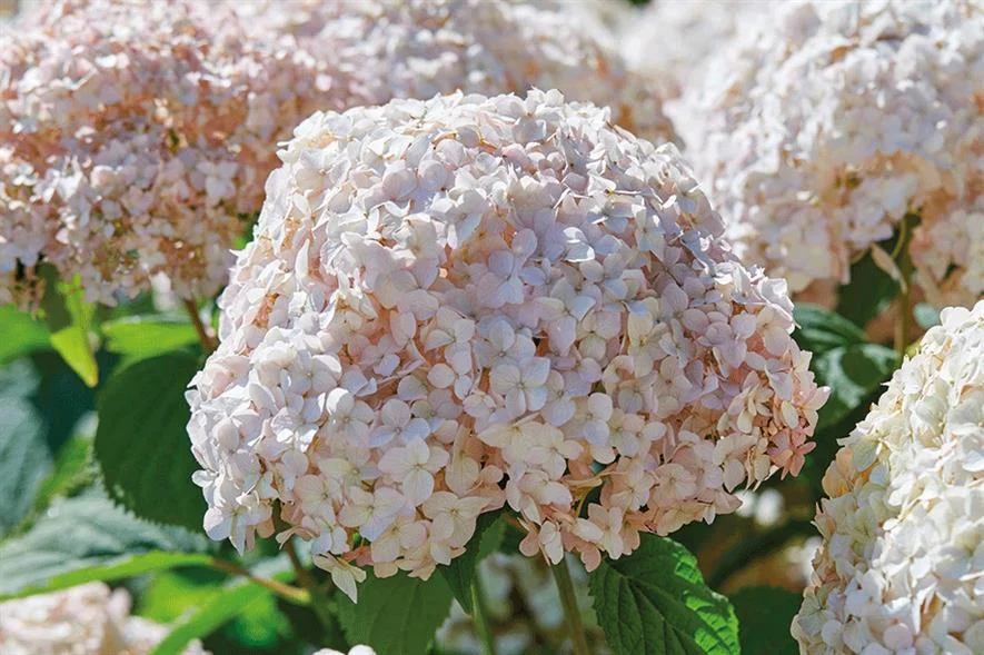 Гортензия древовидная (Hydrangea arborescens) «Candybelle Marshmellow»