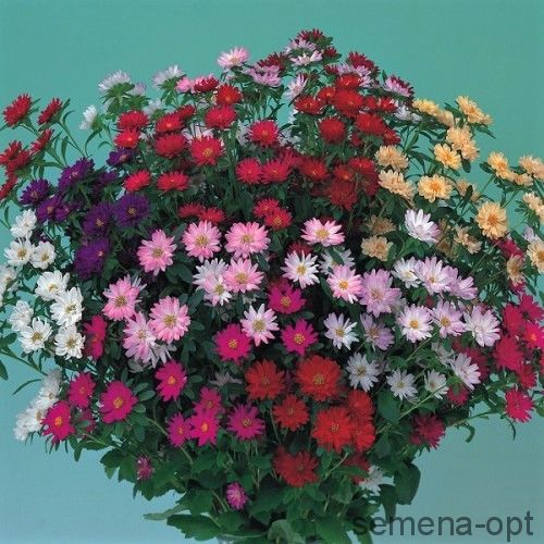 Астра китайская (Callistephus chinensis)«Serenade»