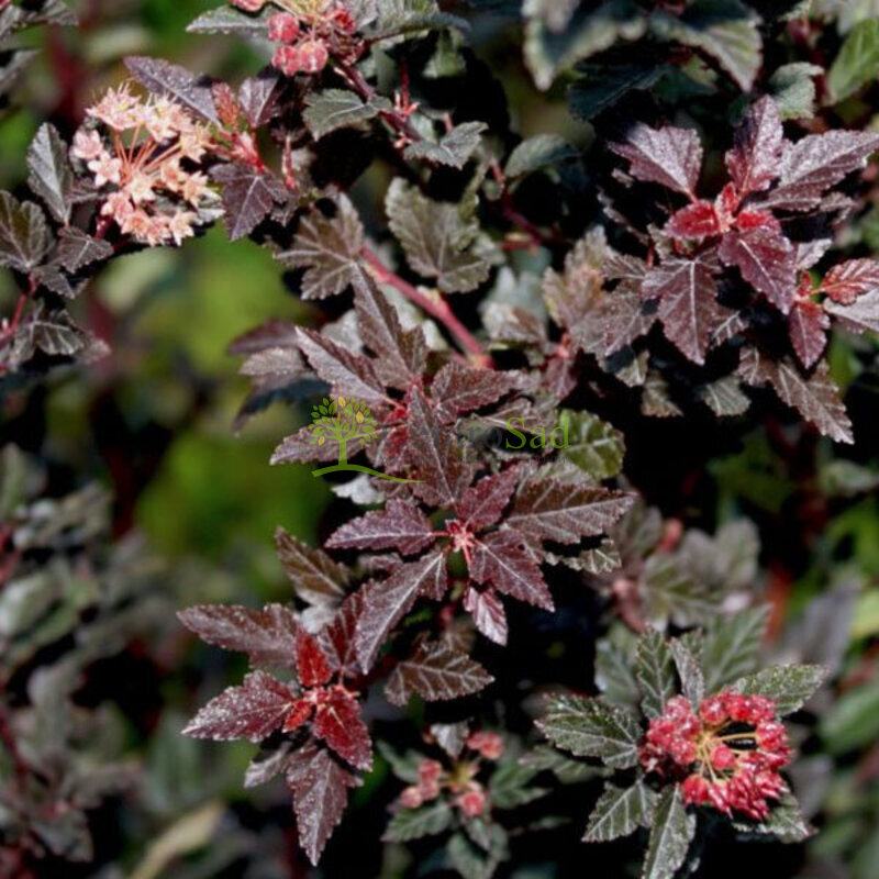 Пузыреплодник калинолистный (Physocarpus opulifolius)             «Spicy Devil»