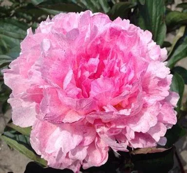 Pietertje Vriend Wagenaar