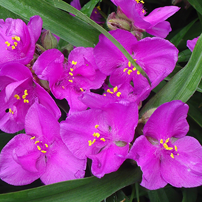Традесканция Андерсона (Tradescantia andersoniana) "Red Grape"