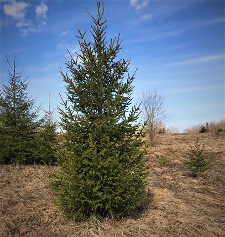 Ель обыкновенная (сибирская) ком