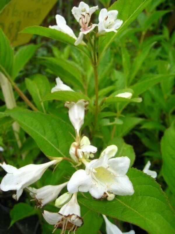 Вейгела (Weigela) "Alba"