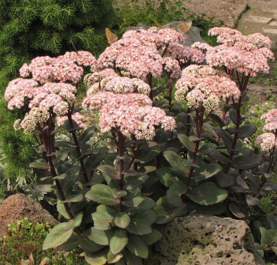 Очиток (Sedum) «Matrona»