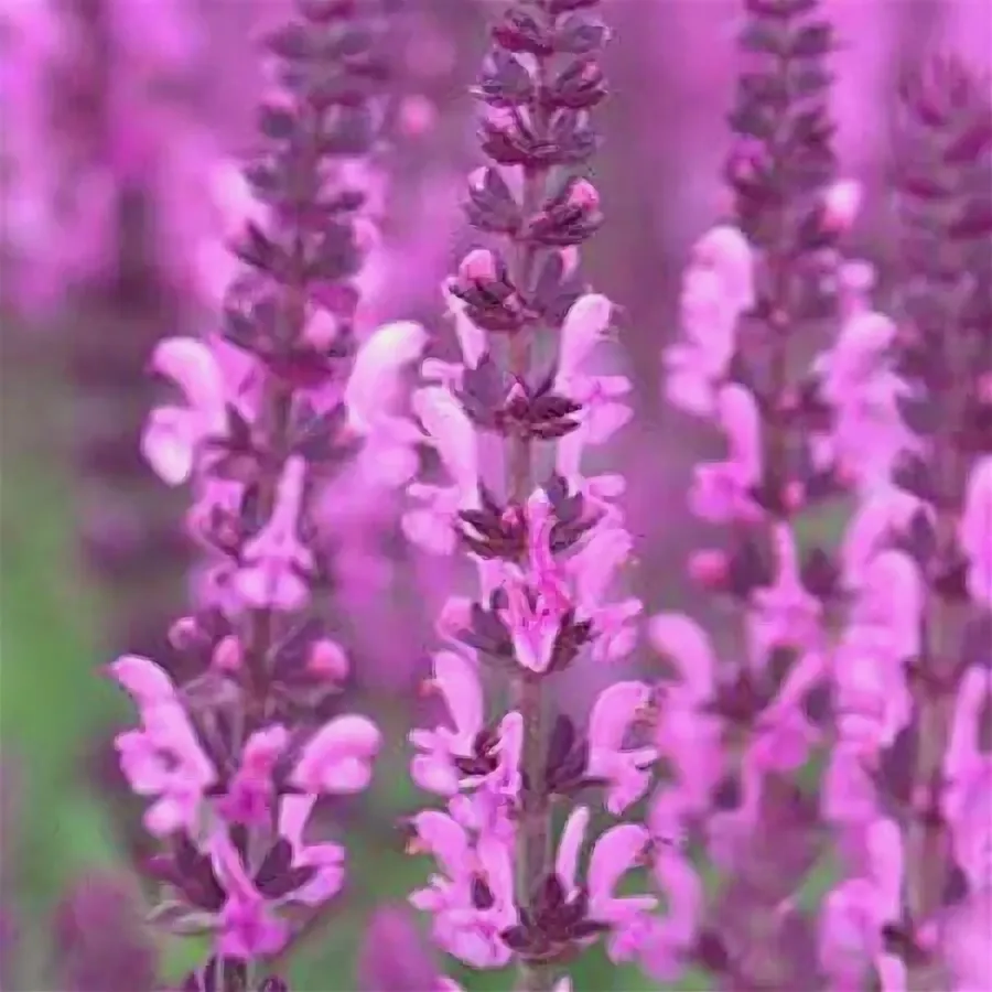 Сальвия  (Salvia)  "Sensation Medium Pink"