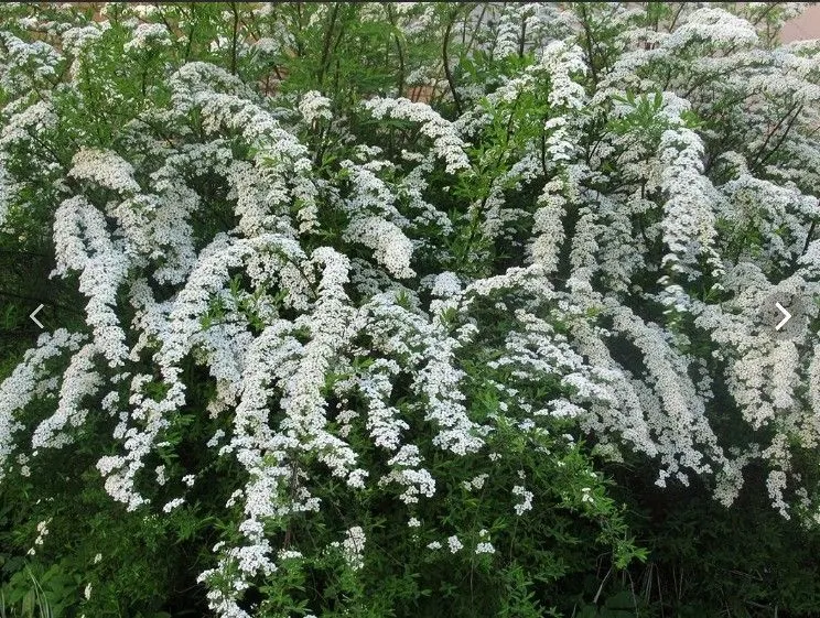 Спирея (Spirea) Тунберга