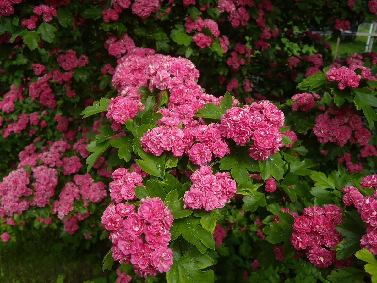 Боярышник однопестичный (Crataegus)              «Rubra Plena»