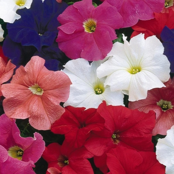 Петуния крупноцветковая(Petunia Grandiflora)«Eagle mix»