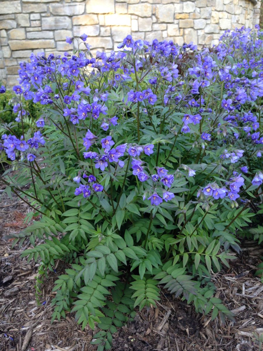 Синюха голубая «Blue Rare»