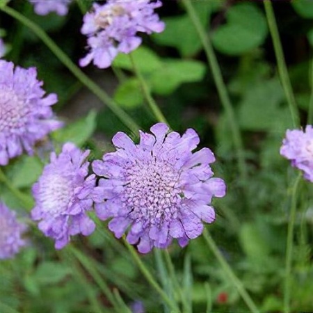 Скабиоза японская (Scabiosa japonica) Ritz Blue'