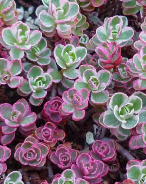 Очиток ложный «Tricolor»