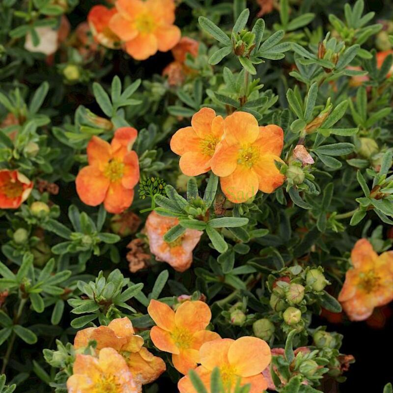 Лапчатка кустарниковая (Potentilla fruticosa) 'Bella Apple'