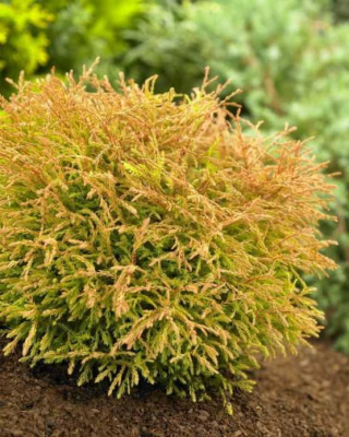 Туя западная (Thuja oссidentalis)  'Golden Tuffet'