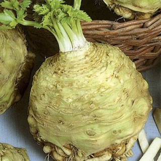 Сельдерей корневой "Максим"