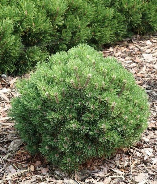 Сосна горная "Heideperle"