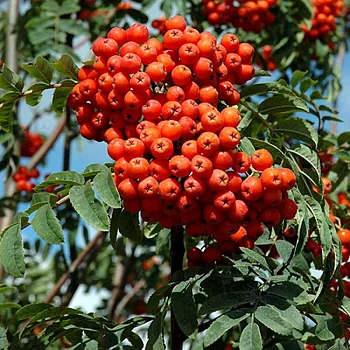 Рябина обыкновенная (Sorbus aucuparia) «Sheerwater Seedling»