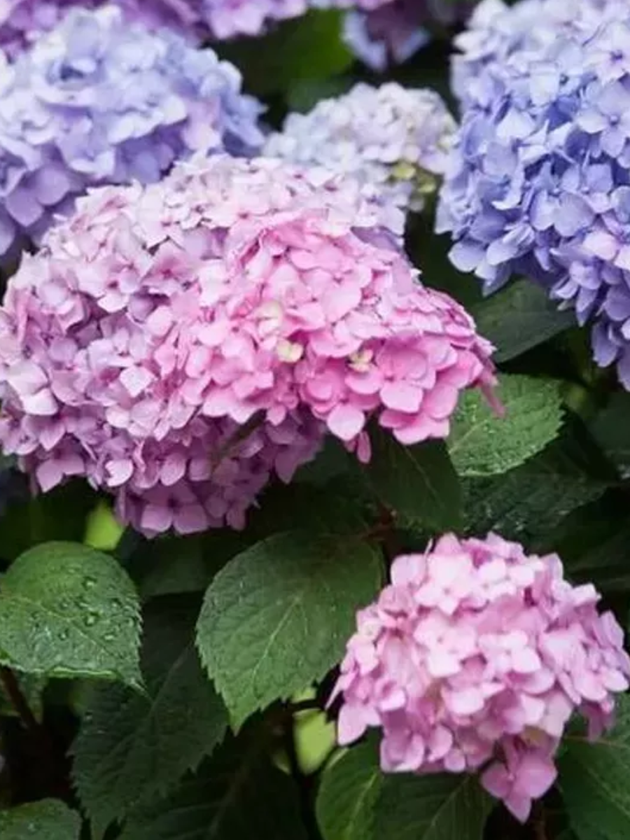 Гортензия крупнолистная Endless Summer The Original