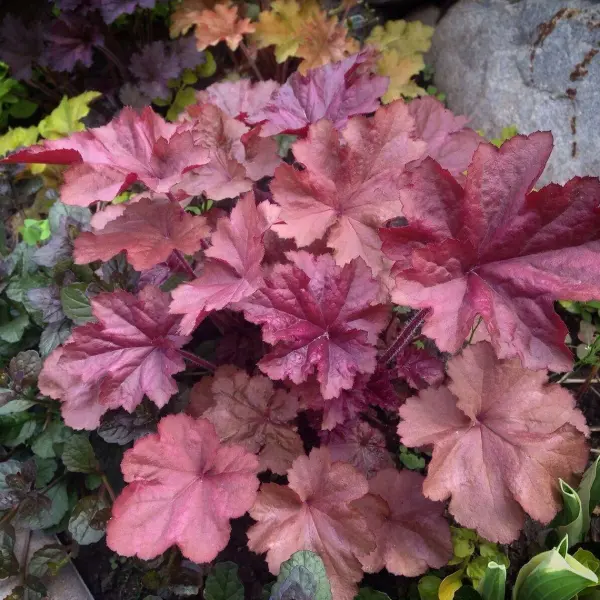 Гейхера (Heuchera) «Penelope»