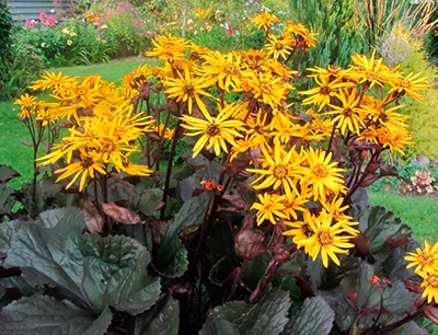 Бузульник зубчатый (Ligularia dentata) “Othello”