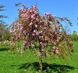 Яблоня декоративная зонтичная крупноплодная