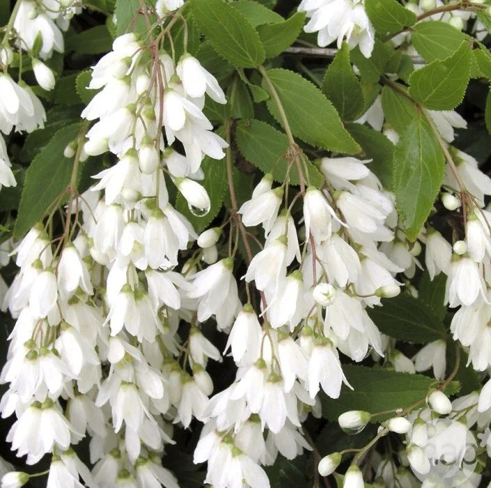 Дейция изящная  (Deutzia) 'Nikko'