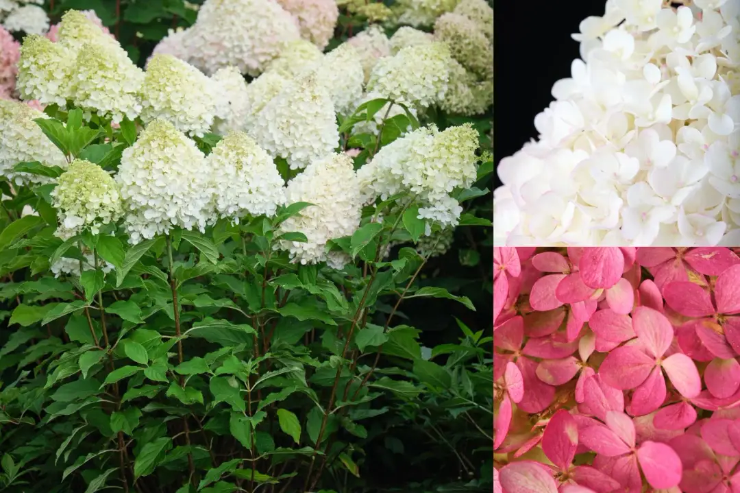 Гортензия метельчатая «Magical Mount Fuji»