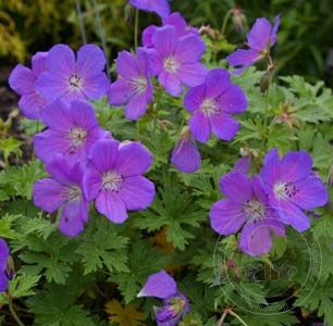 Герань гималайская (Geranium himalayense) "Baby Blue"
