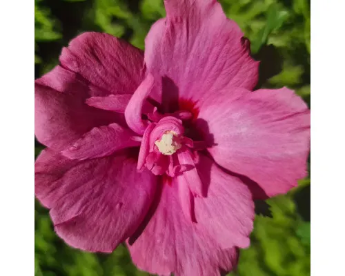 Гибискус сирийский (Hibiscus)'Flower Tower Ruby'