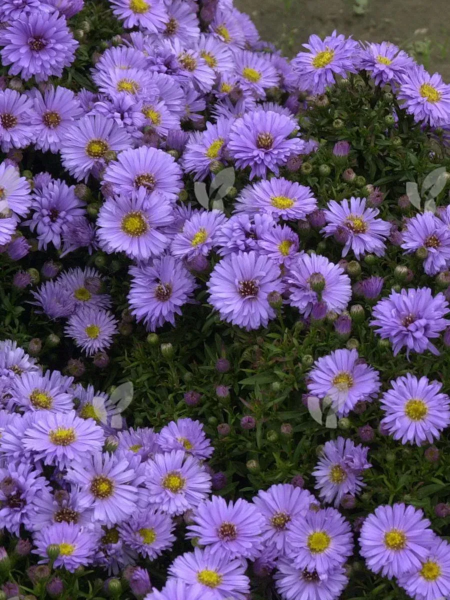 Астра кустарниковая (Astra dumosum)   «Lady in Blue»