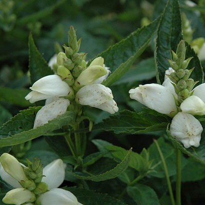 Хелоне косая        (Chelone obliqua)
