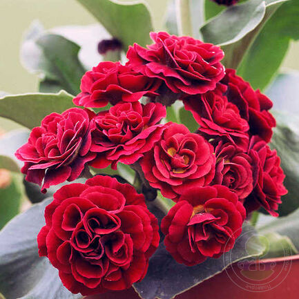 Примула ушковая (Primula auricula) «Crimson Glow»