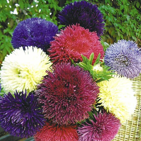 Астра китайская  (Callistephus chinensis)«Gala mix»