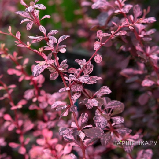 Барбарис Тунберга (Berberis thunbergii) «Rosetta»
