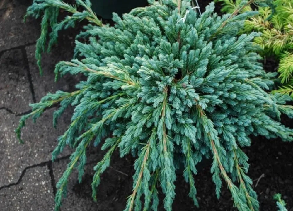 Можжевельник чешуйчатый (Juniperus squamata)              “Blue Spider”