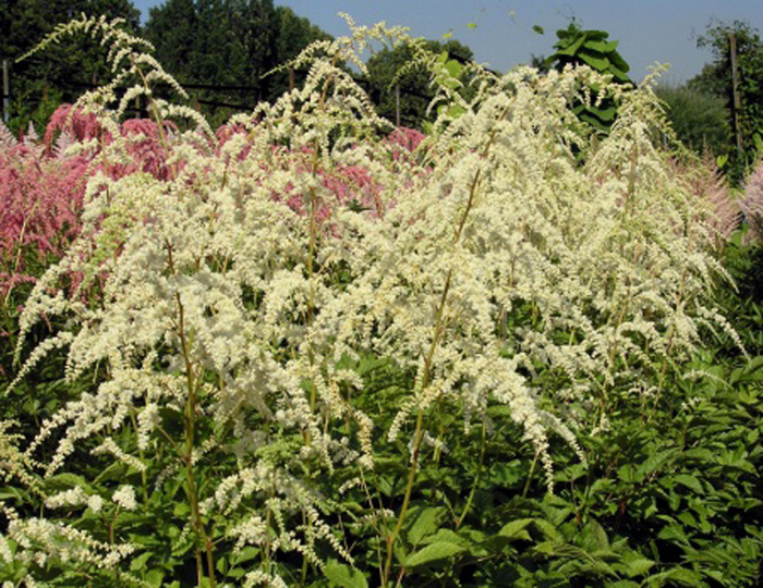 Professor Van der Wielen