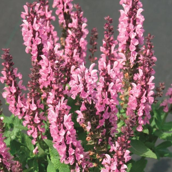 Сальвия  (Salvia)  "Sensation Compact Rose"